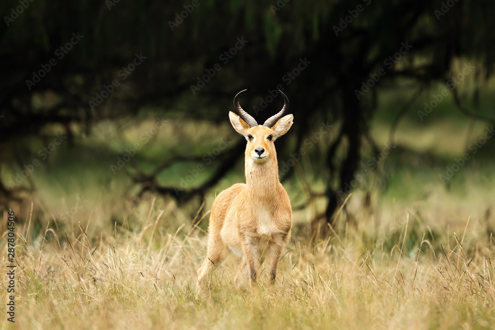 Close up of a Bohor Reedbuck in Grasslands Close up of a Bohor Reedbuck in Grasslands