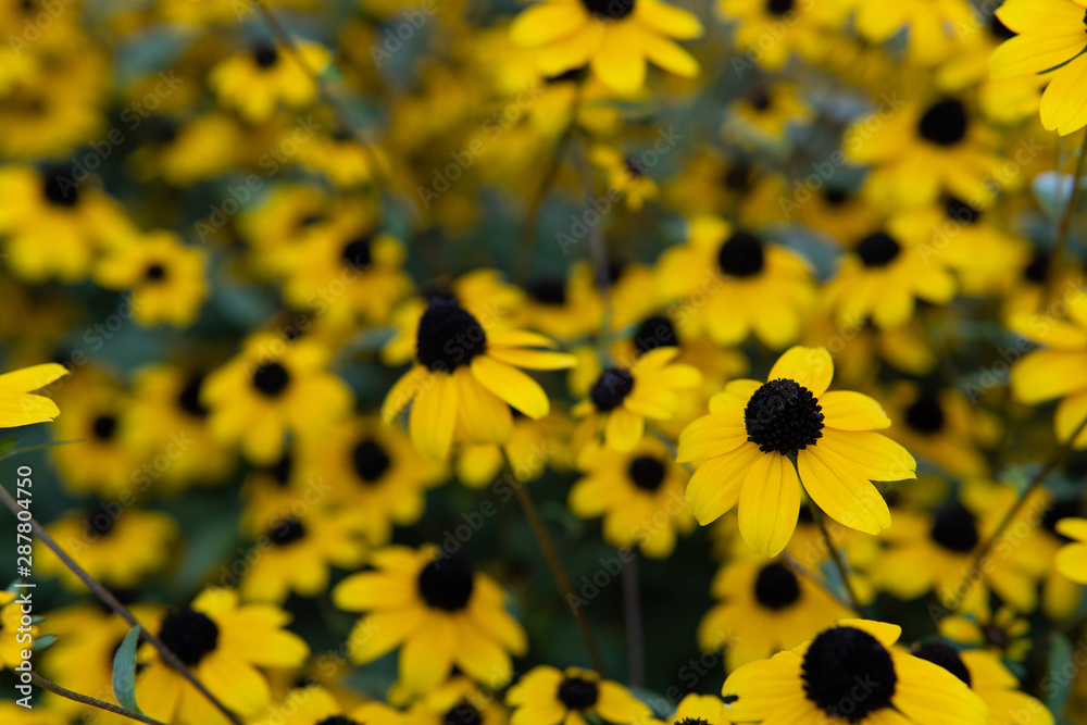 Yellow flowers on green leaf background. Yellow flowers on green leaf background.