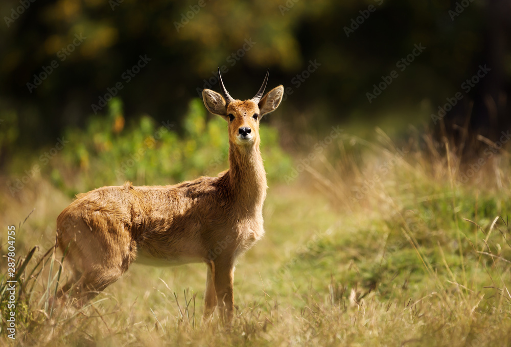 Close up of a Bohor Reedbuck in Grasslands Close up of a Bohor Reedbuck in Grasslands