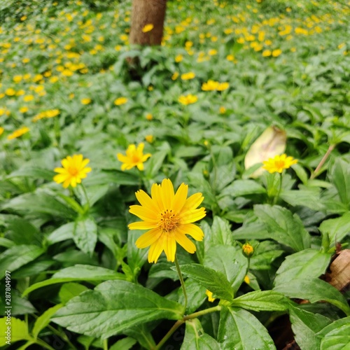 yellow flowers in garden