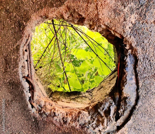 tree on a background
