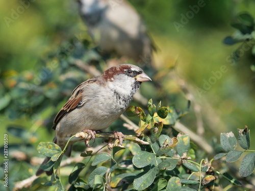 sparrow on a branch on the background of plants 