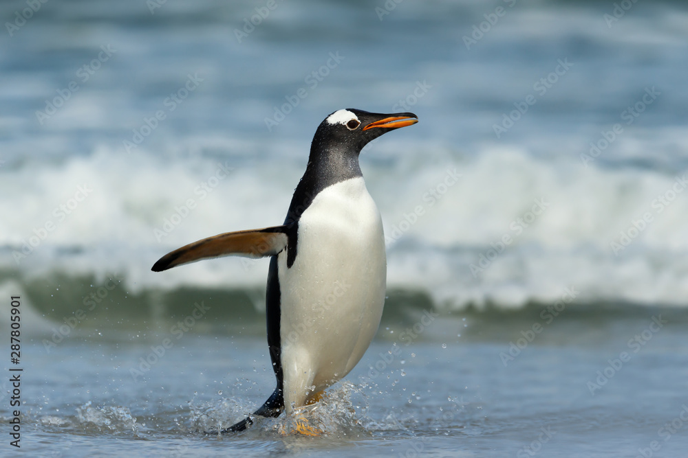 Naklejka premium Gentoo penguin coming ashore from the ocean
