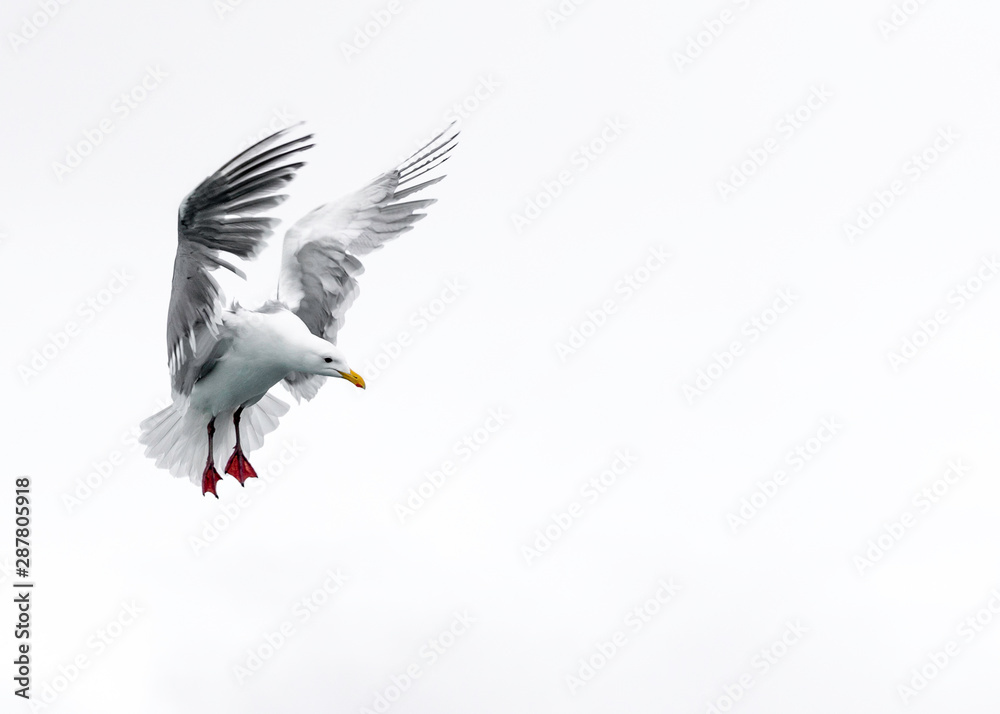 Obraz premium Seagull landing with folded wings white background