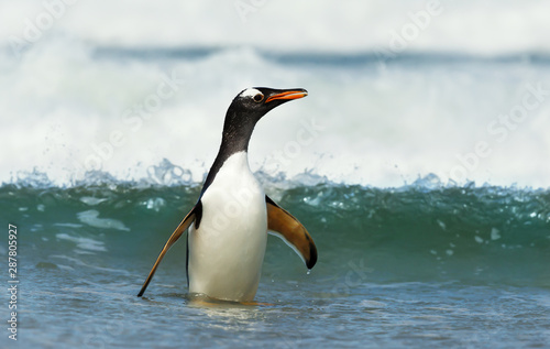 Gentoo penguin coming ashore from stormy waters