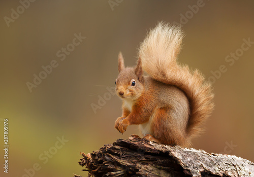 Close up of a red squirrel sitting on a log in the forest © giedriius