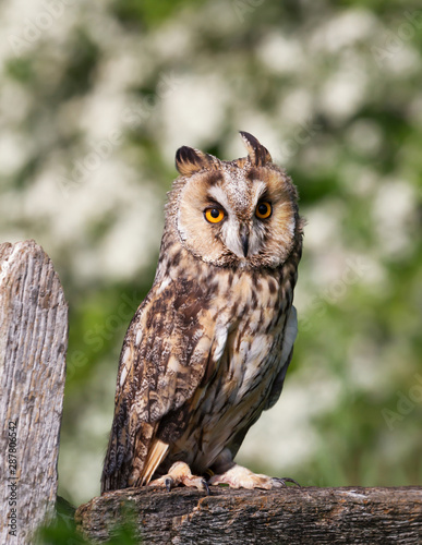 Long-eared owl perched on a post against green background