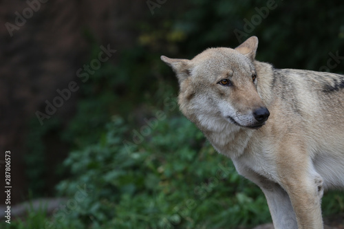 Gray Wolf (Canis lupus) Portrait - captive animal. Wolf at the zoo in the summer. © IvSky