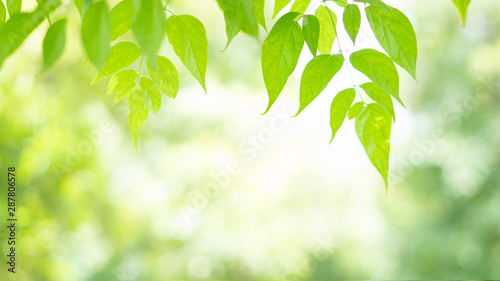 Spring nature green tree leaves on blurred background