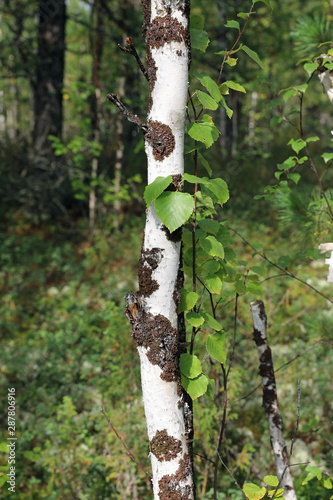 Birch in the forest in the North of Western Siberia in summer