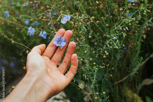  blue flax flower in a female hand