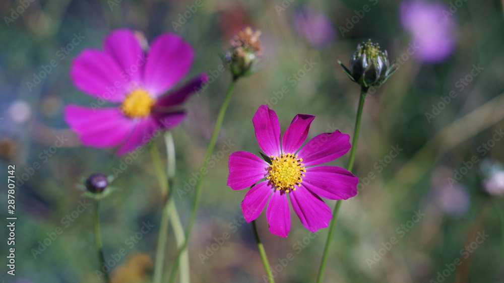 purple flower close-up on blurred background purple flower close-up on blurred background