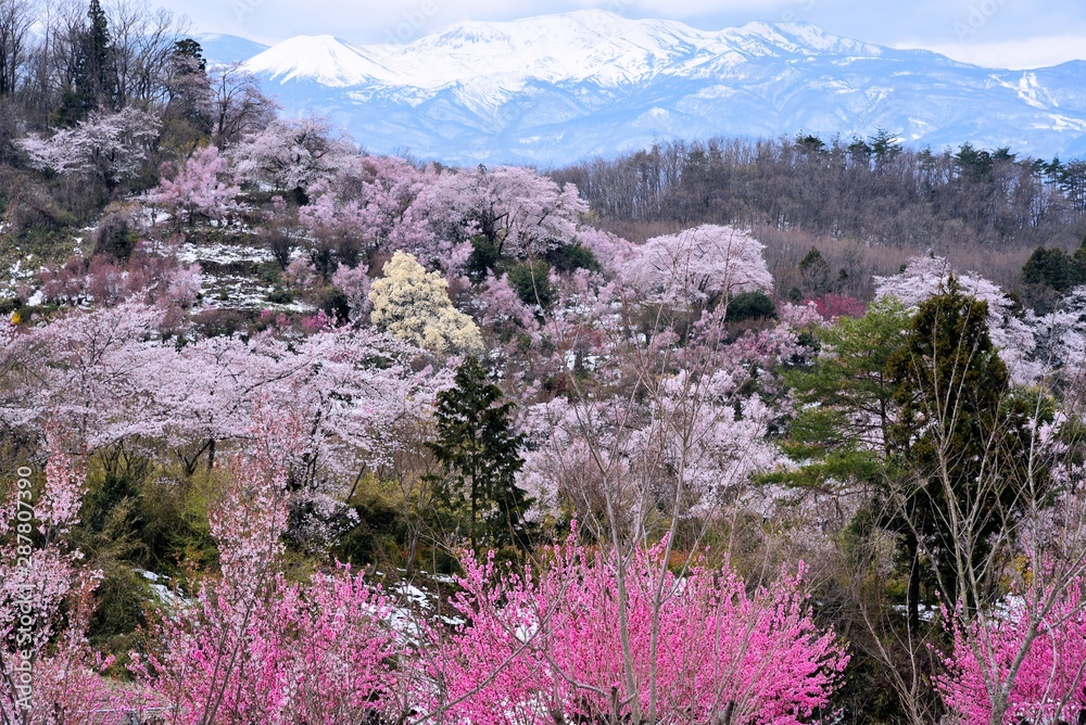花見山