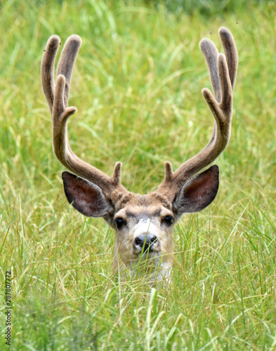 Big Mule Deer Buck © lesliea65265