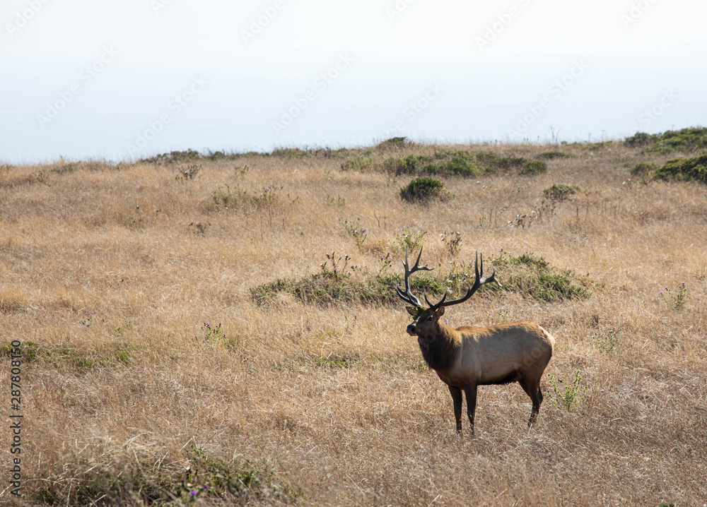 Large male elk with antlers stands on dry grassy hillside Large male elk with antlers stands on dry grassy hillside