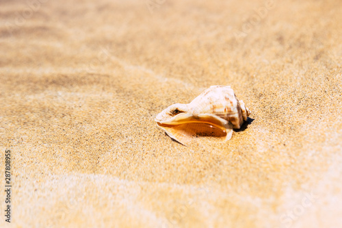 Close up of beautiful shell on the sand - concept of summer holiday vacation in tropical resort - outdoor sea life at the beach