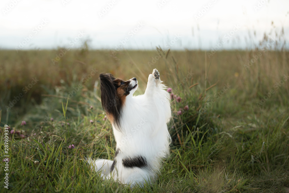 Fototapeta premium Papillon dog sitting with paws up in the green grass field. Beautiful and happy Continental toy spaniel