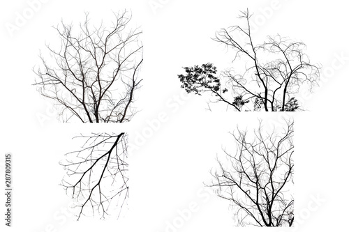 silhouette of  branch tree