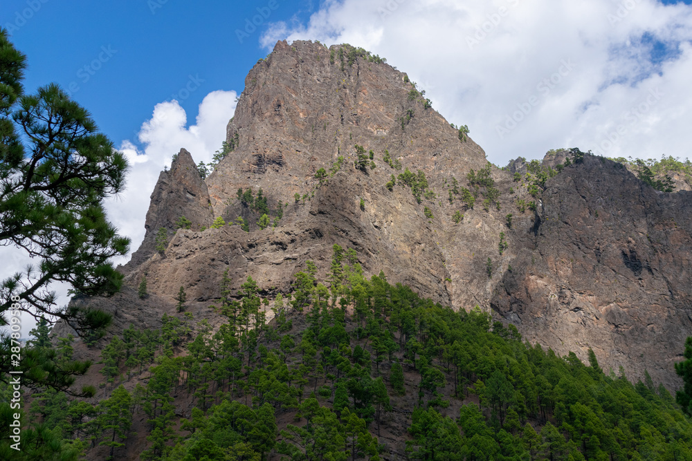 Volcanic landscape and Canary Island Pine forest (pinus canariensis) at Mirador de la Cumbrecita, La Palma, Canaries