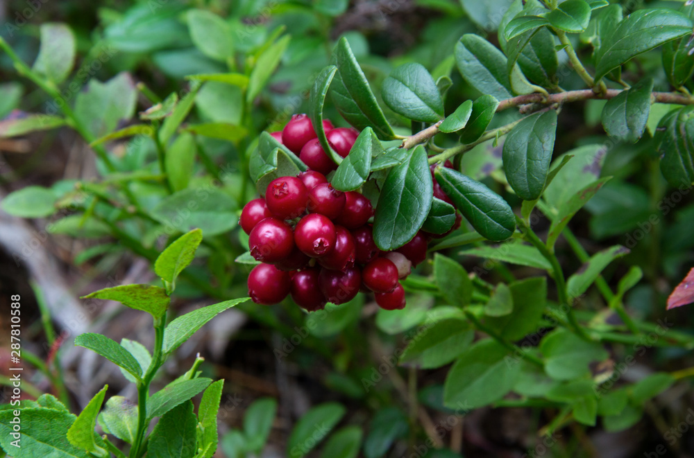 Beautiful bunch of ripe cowberry in the forest Beautiful bunch of ripe cowberry in the forest