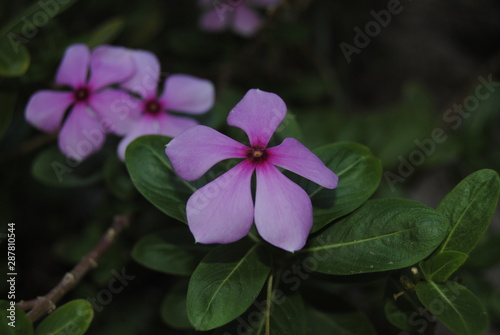 purple flower