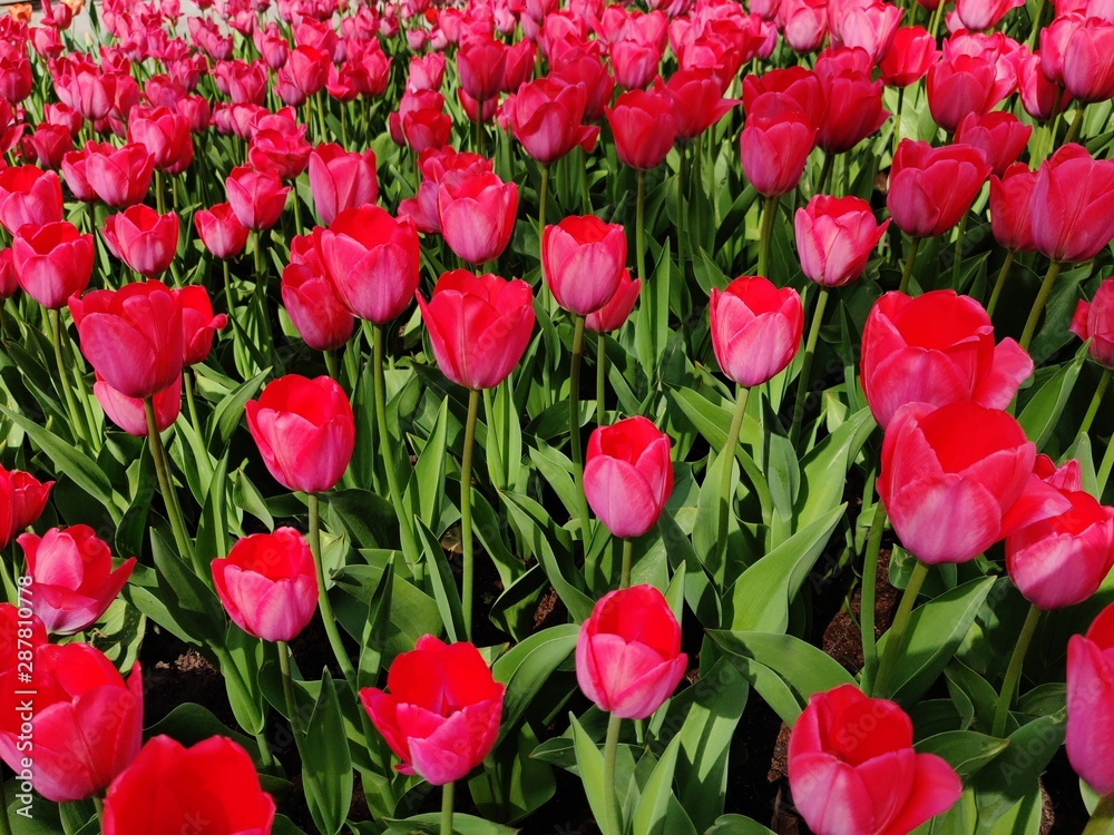 Fototapeta premium Flowerbed of beautiful red tulips