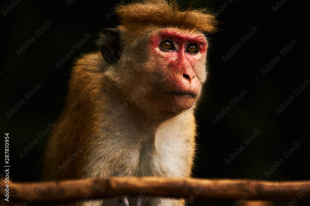 Fototapeta premium Proudly looking Bonnet Macaque
