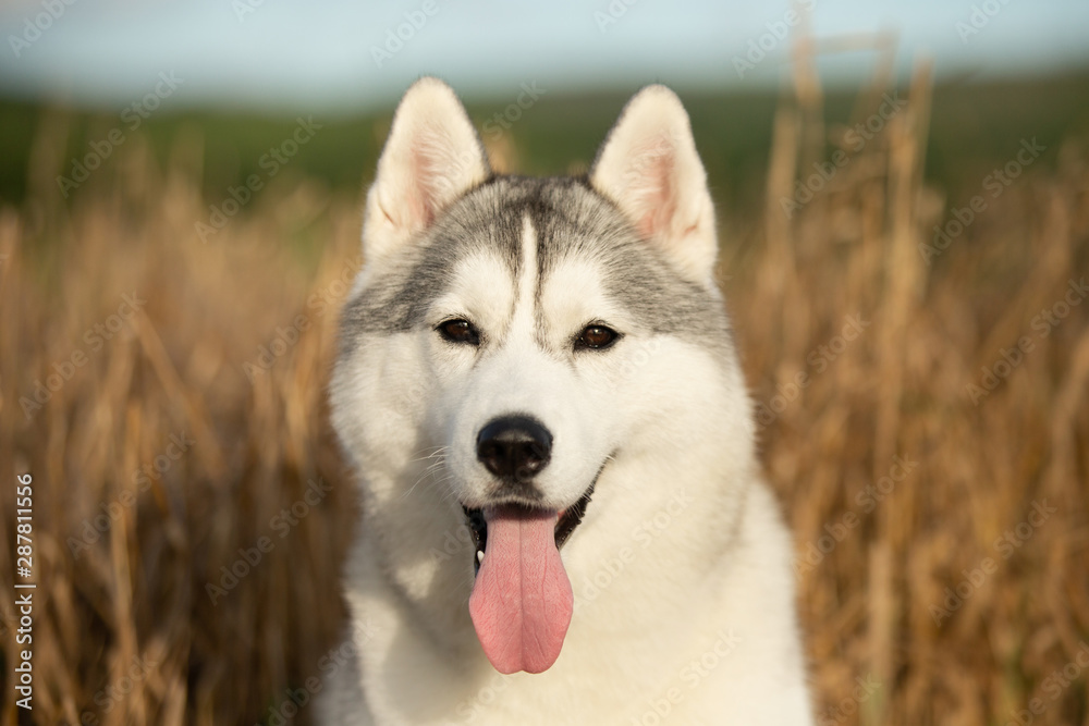 Close-up Portrait of happy gray dog breed siberian husky with tonque hanging out standing in the bright rye field
