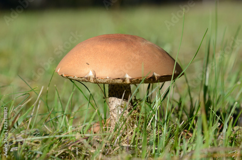 Mushroom Boletus