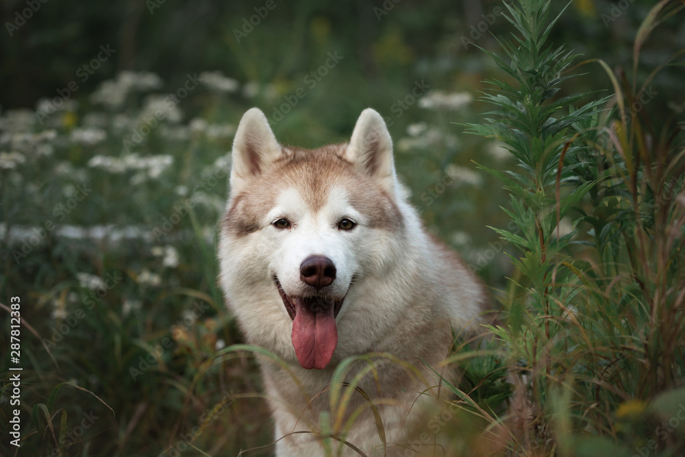 Happy beautiful beige and white dog breed siberian husky sitting in the green grass and white flowers in the forest