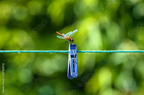 Dragonfly on a clothespin close-up on a green summer background