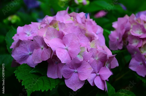 beautiful hydrangea flowers on a bush close up