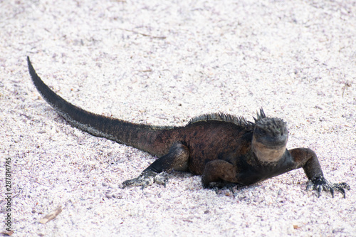 Galapagos Marine Iguanas