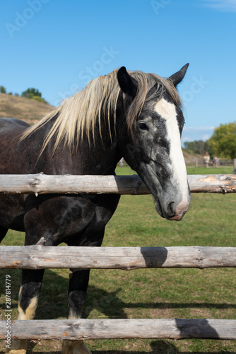 A purebred heavyweight stallion behind the wooden fence close up © Alla Bacherikova