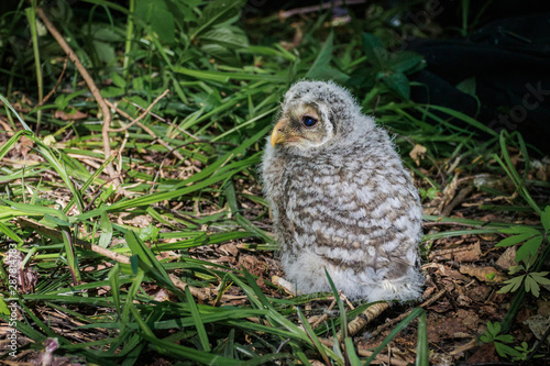 The small owlet of Ural owl on the ground 