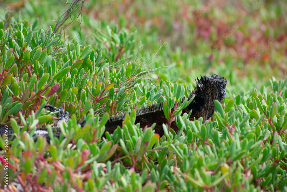 Fototapeta premium Galapagos Marine Iguanas