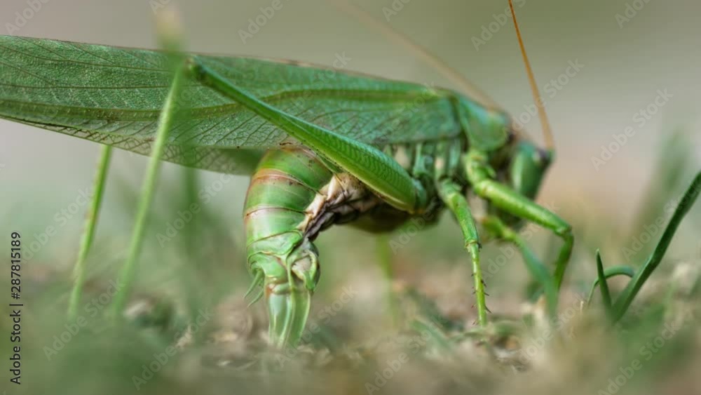 Big green locust female lays eggs Big green locust female lays eggs