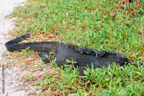 Galapagos Marine Iguanas