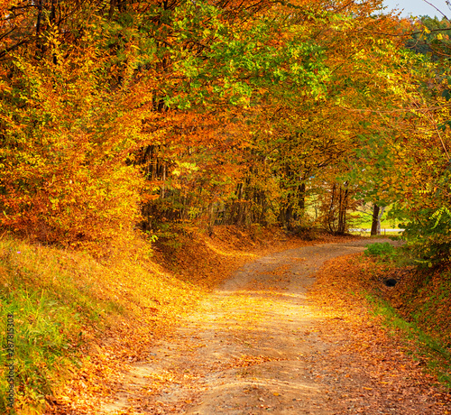 Pathway in the forest at autumn