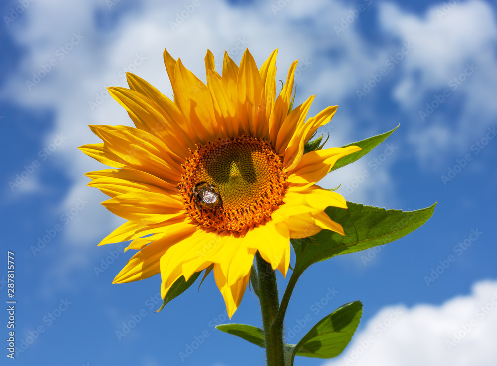 Yellow sunflower with bumblebee under sunlight Yellow sunflower with bumblebee under sunlight