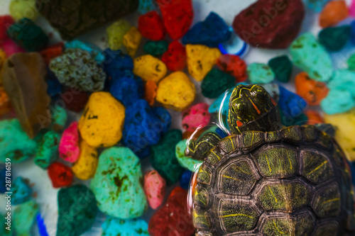 Canvastavla little turtle in the aquarium