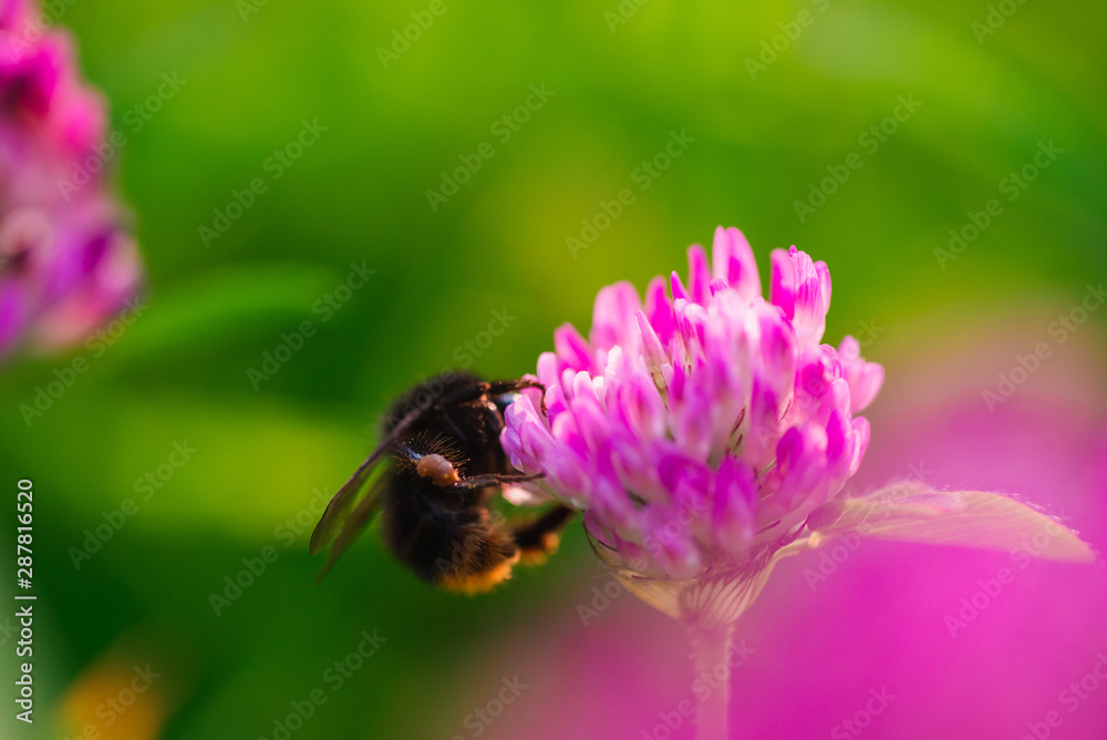Macro photo of a bumblebee on a pink clover flower Macro photo of a bumblebee on a pink clover flower