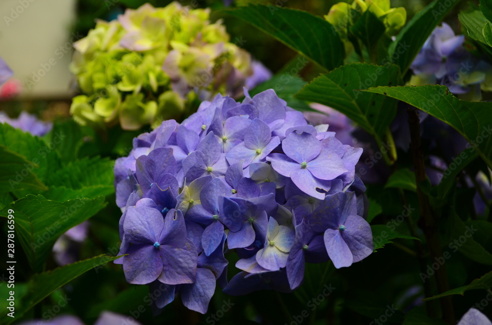 beautiful hydrangea flowers on a bush close up