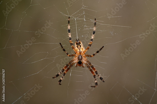 spider, net, nature