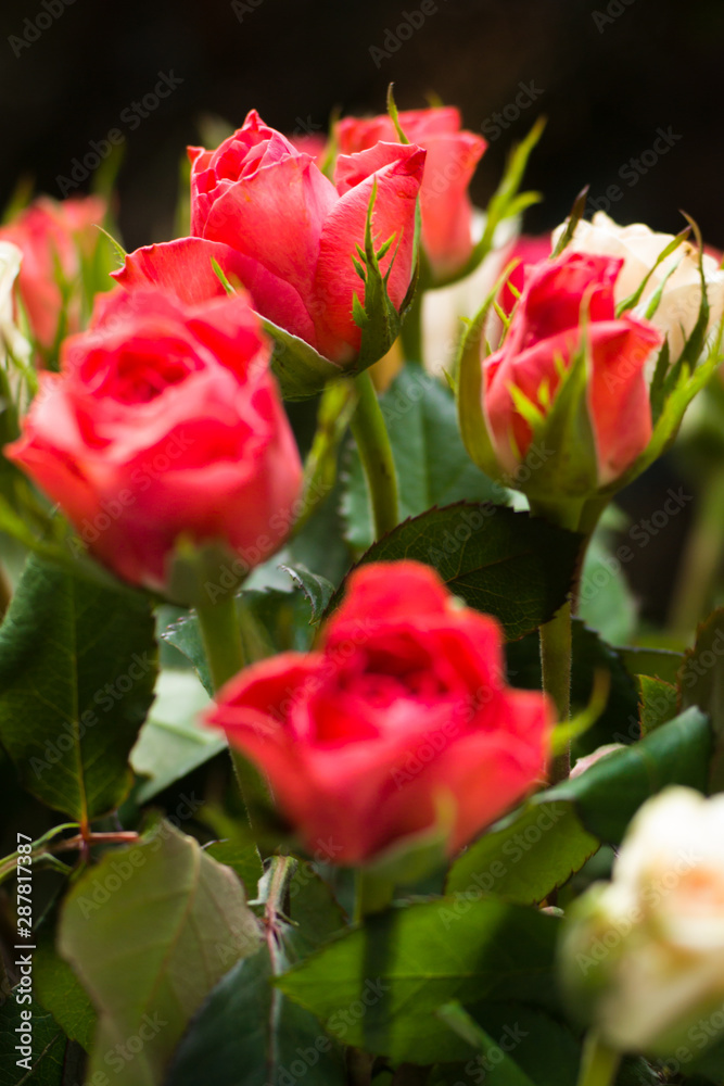 Roses combined in a flower arrangement. Close-up