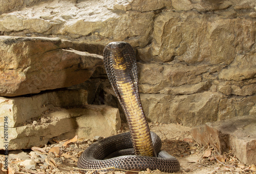 Indian Black Cobra