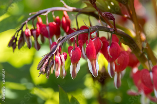 Orange Rose Up Close