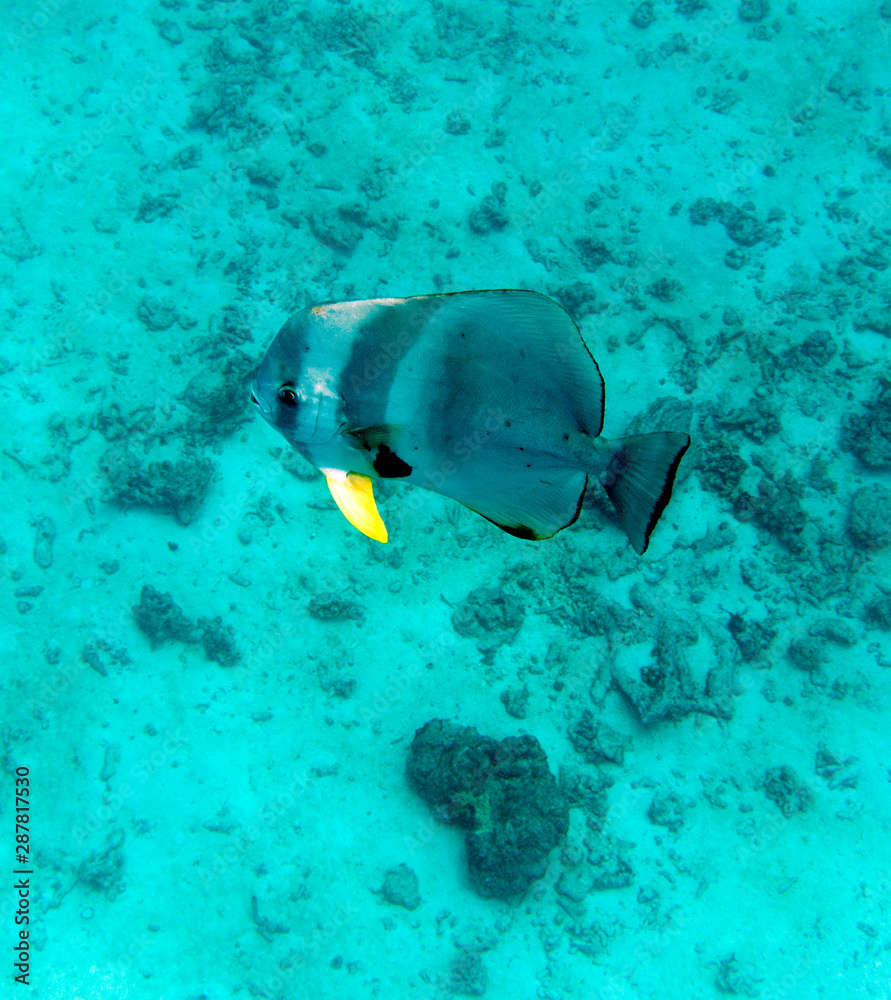 Fototapeta premium a big swimming fish