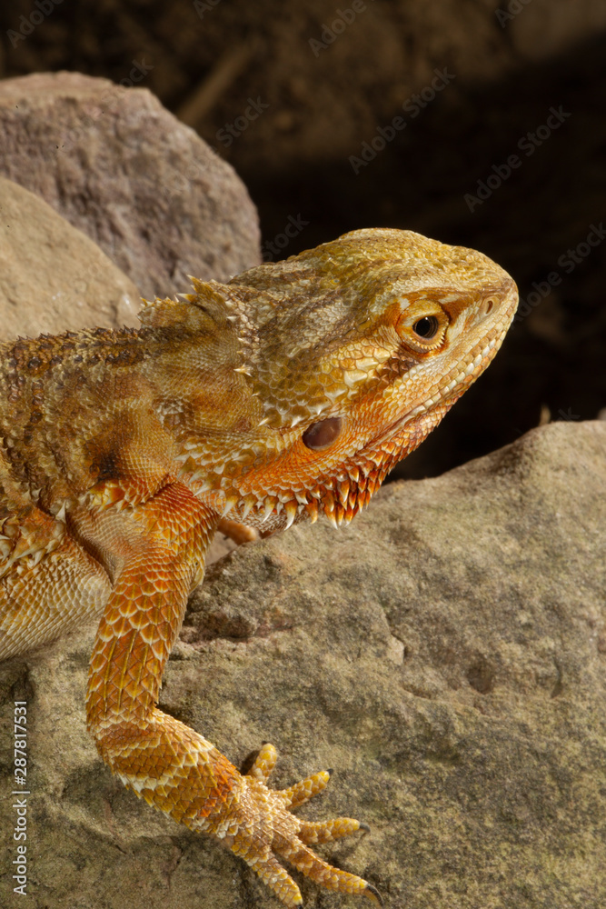 Fototapeta premium Adult Bearded Lizard on Rocks