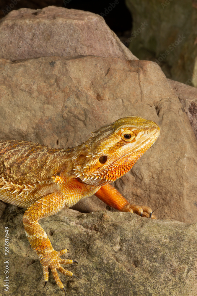 Fototapeta premium Adult Bearded Lizard on Rocks